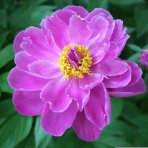 Pivónia drevitá (Paeonia suffruticosa) ‘LING HUA ZHAN LU’ - výška 20-30 cm, kont. C2L